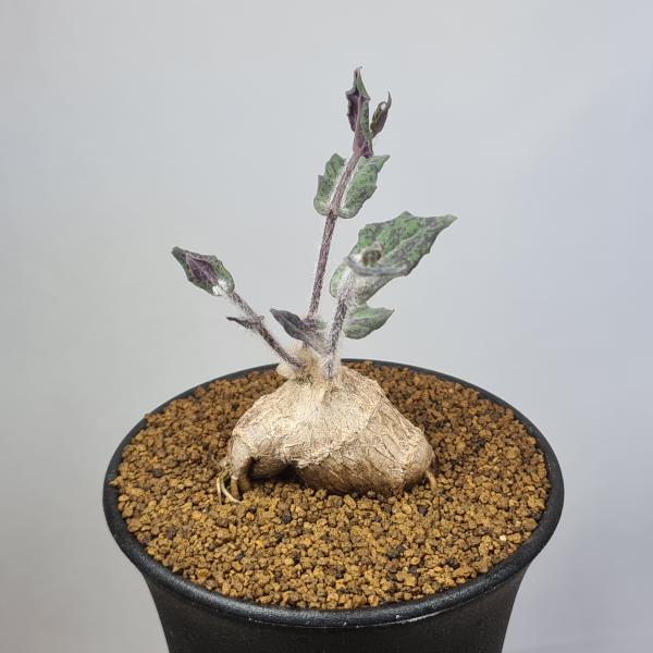 画像は一例です。植物ですので個体差があります。見計らいでのお届けとなります。苗の指定は出来ませんのでご了承下さい。植物名は弊園へ導入時のものです。状態は変化することがあります。生育に問題のない状態の変化（身割れ、葉の変色・落葉、花の老け・落...