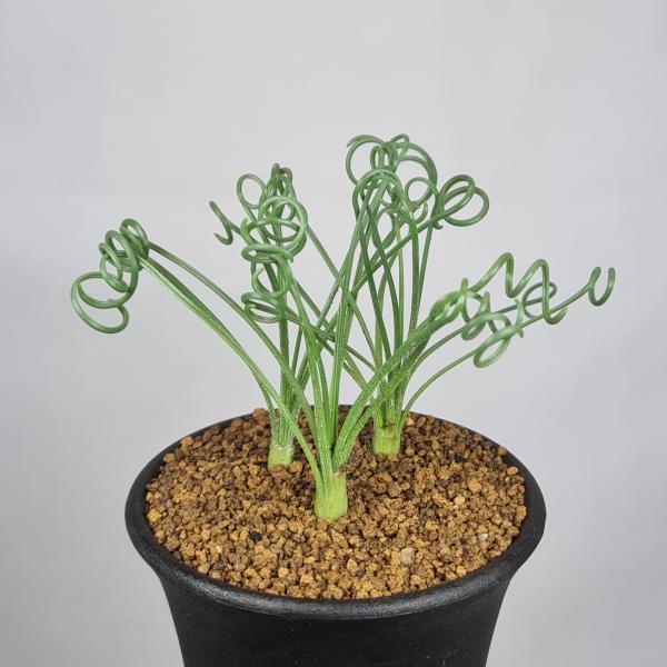 画像は一例です。植物ですので個体差があります。見計らいでのお届けとなります。苗の指定は出来ませんのでご了承下さい。植物名は弊園へ導入時のものです。状態は変化することがあります。生育に問題のない状態の変化（身割れ、葉の変色・落葉、花の老け・落...