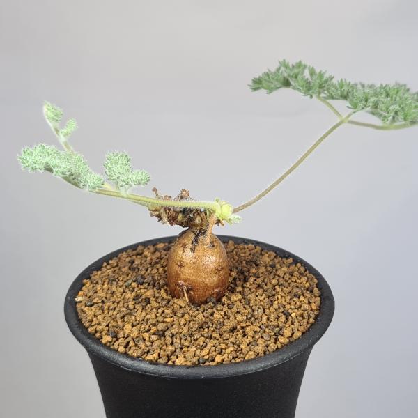 画像は一例です。植物ですので個体差があります。見計らいでのお届けとなります。苗の指定は出来ませんのでご了承下さい。植物名は弊園へ導入時のものです。状態は変化することがあります。生育に問題のない状態の変化（身割れ、葉の変色・落葉、花の老け・落...