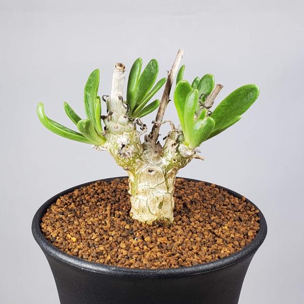 画像は一例です。植物ですので個体差があります。見計らいでのお届けとなります。苗の指定は出来ませんのでご了承下さい。植物名は弊園へ導入時のものです。状態は変化することがあります。生育に問題のない状態の変化（身割れ、葉の変色・落葉、花の老け・落...