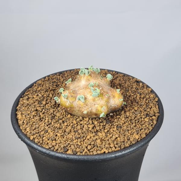 画像は一例です。植物ですので個体差があります。見計らいでのお届けとなります。苗の指定は出来ませんのでご了承下さい。植物名は弊園へ導入時のものです。状態は変化することがあります。生育に問題のない状態の変化（身割れ、葉の変色・落葉、花の老け・落...