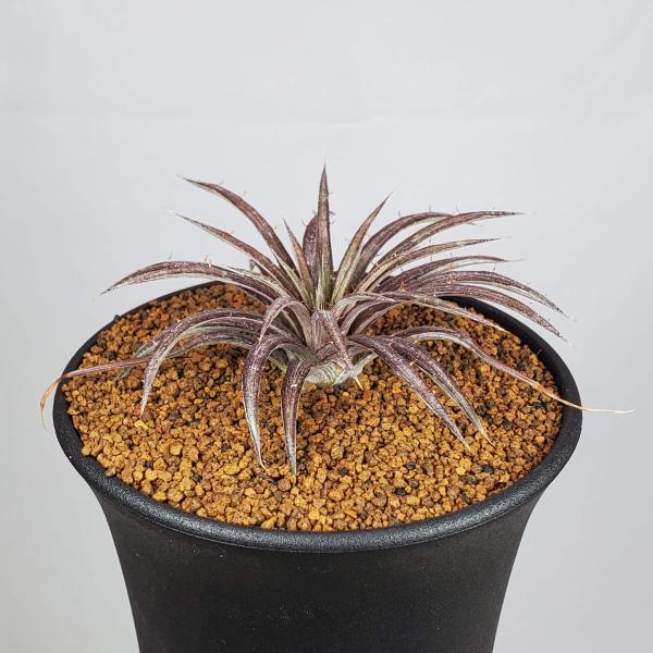 画像は一例です。植物ですので個体差があります。見計らいでのお届けとなります。苗の指定は出来ませんのでご了承下さい。植物名は弊園へ導入時のものです。状態は変化することがあります。生育に問題のない状態の変化（身割れ、葉の変色・落葉、花の老け・落...