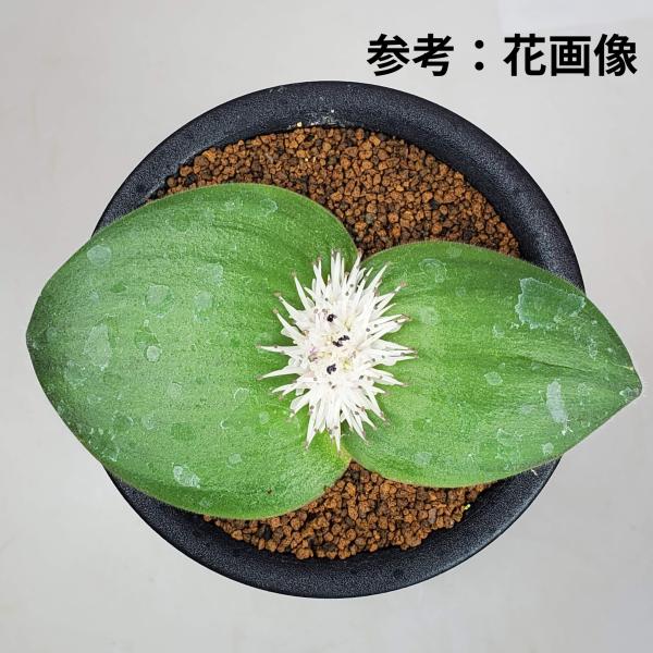 画像は一例です。植物ですので個体差があります。見計らいでのお届けとなります。苗の指定は出来ませんのでご了承下さい。植物名は弊園へ導入時のものです。状態は変化することがあります。生育に問題のない状態の変化（身割れ、葉の変色・落葉、花の老け・落...