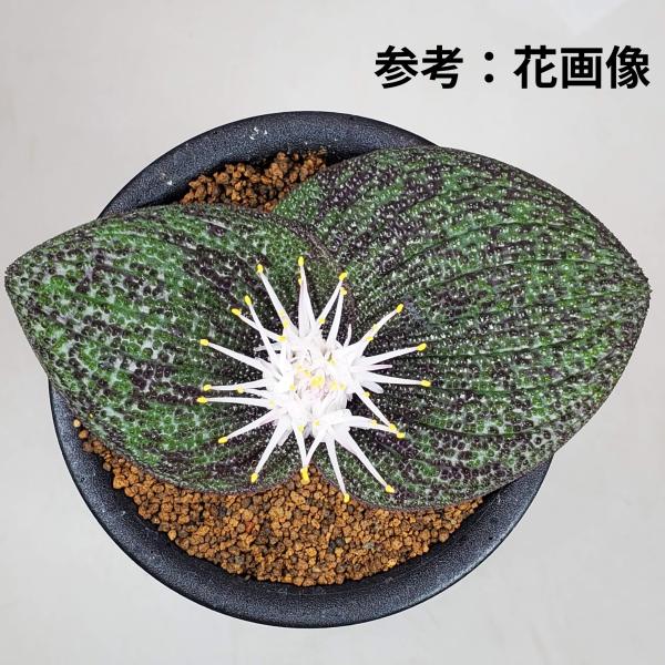 画像は一例です。植物ですので個体差があります。見計らいでのお届けとなります。苗の指定は出来ませんのでご了承下さい。植物名は弊園へ導入時のものです。状態は変化することがあります。生育に問題のない状態の変化（身割れ、葉の変色・落葉、花の老け・落...