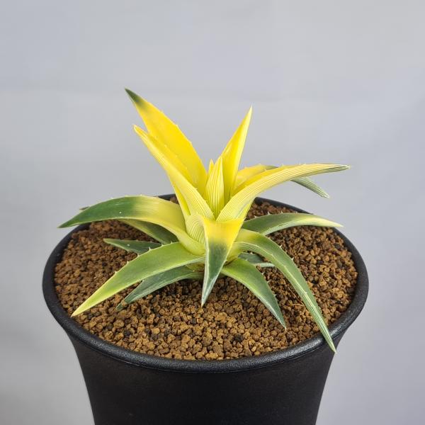 画像は一例です。植物ですので個体差があります。見計らいでのお届けとなります。苗の指定は出来ませんのでご了承下さい。植物名は弊園へ導入時のものです。状態は変化することがあります。生育に問題のない状態の変化（身割れ、葉の変色・落葉、花の老け・落...