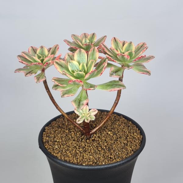 画像は一例です。植物ですので個体差があります。見計らいでのお届けとなります。苗の指定は出来ませんのでご了承下さい。植物名は弊園へ導入時のものです。状態は変化することがあります。生育に問題のない状態の変化（身割れ、葉の変色・落葉、花の老け・落...