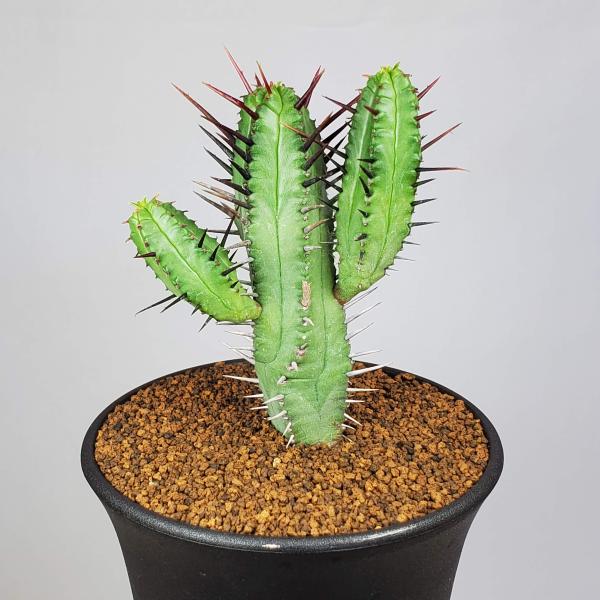 cactusosada_y06