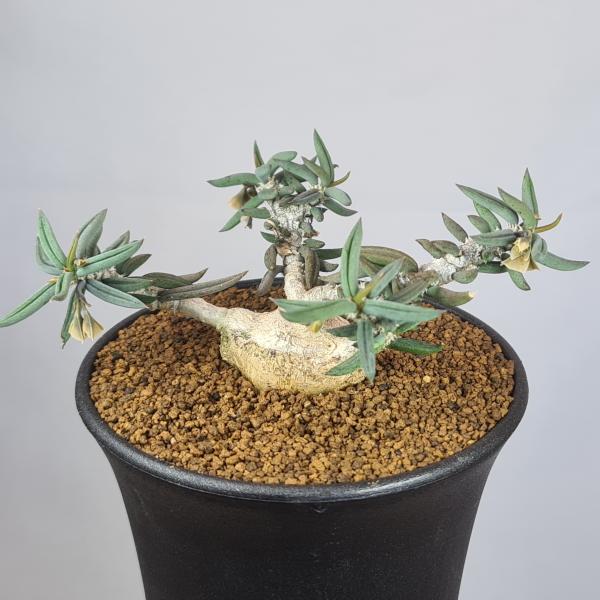 ユーフォルビア キリンドリフォリア ① ユーフォルビア：キリンドリフォリア 2.5号鉢植え の通販 | 園芸