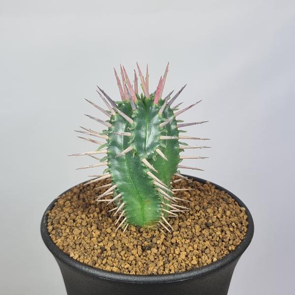 画像は一例です。植物ですので個体差があります。見計らいでのお届けとなります。苗の指定は出来ませんのでご了承下さい。植物名は弊園へ導入時のものです。状態は変化することがあります。生育に問題のない状態の変化（身割れ、葉の変色・落葉、花の老け・落...