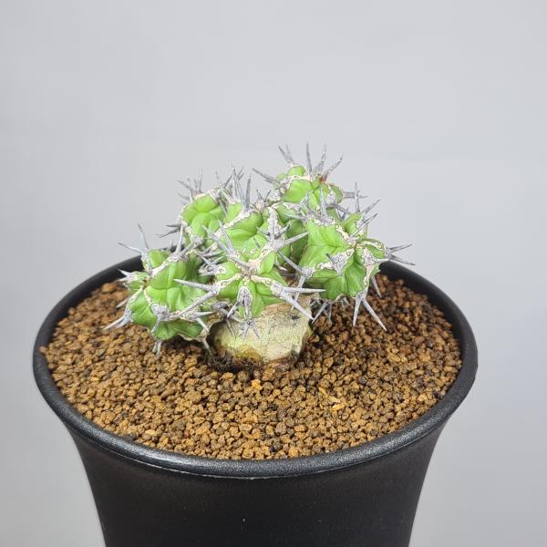 画像は一例です。植物ですので個体差があります。見計らいでのお届けとなります。苗の指定は出来ませんのでご了承下さい。植物名は弊園へ導入時のものです。状態は変化することがあります。生育に問題のない状態の変化（身割れ、葉の変色・落葉、花の老け・落...