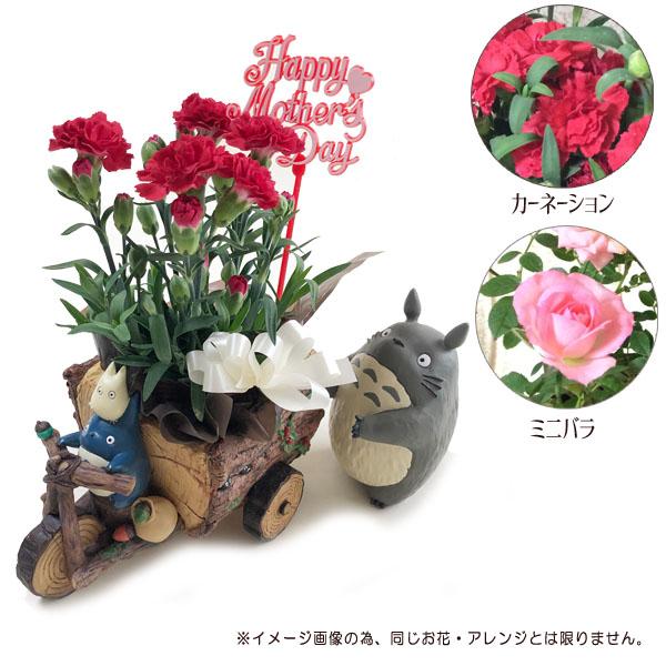 スタジオジブリ 予約商品 となりのトトロ トトロと森の三輪車 母の日