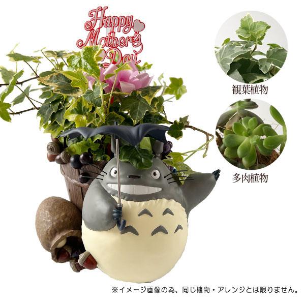 【美品】スタジオジブリ　となりのトトロ　栽培セット　どんどこまつり　ガーデニング スタジオジブリ 予約商品 となりのトトロ どすーん！びっくり！ 母の日