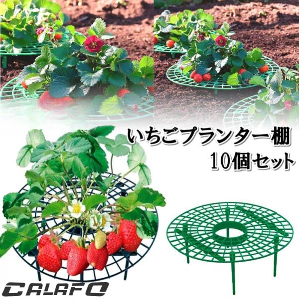 イチゴ棚 イチゴ プランター 棚 10個セット 高さ10cm 苗棚 苺苗