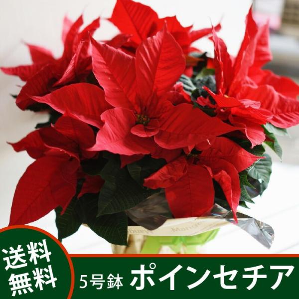[Release date: November 15, 2025]商品名：季節の鉢花ポインセチア商品内容：鉢花サイズ：幅約35cm×高さ約40cm用途：クリスマス、冬ギフト、お誕生日、記念日、歓送迎会、お歳暮、昇進祝、結婚祝、新築祝、開店祝...