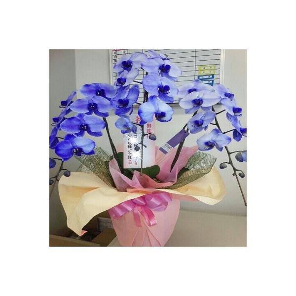 薄い紫の胡蝶蘭を特別な日の贈り物に Buyee Buyee Japanese Proxy Service Buy From Japan Bot Online