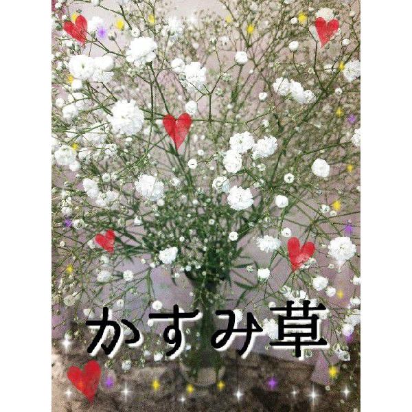 オプション商品！【白いかすみ草】★花束＆アレンジ＆供花★などに足してさらにボリュームアップ☆