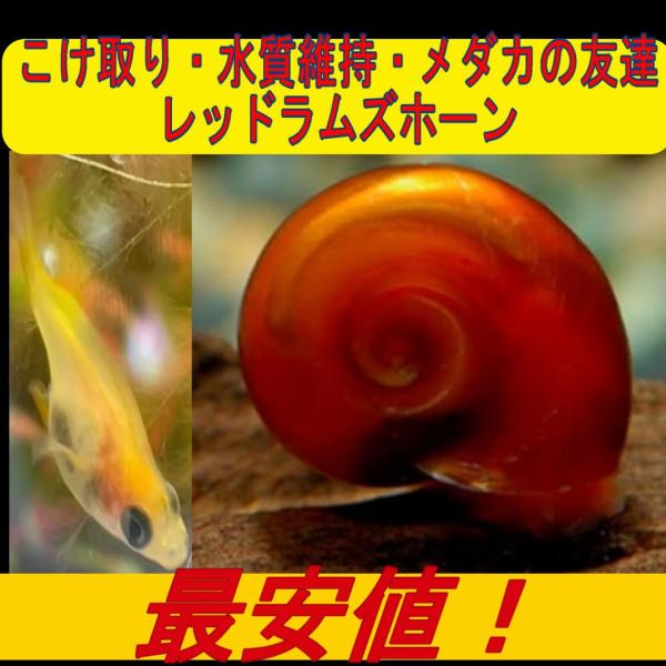 レッドラムズホーン 10匹セット（保証で2，3匹多く入れてます。）若い個体を入れますので約1〜１０ｍｍ前後をランダムでお入れします。※基本的には小さな個体を優先してお入れしてます。※季節や在庫状況によりサイズは若干異なります。※殻に白い線が...