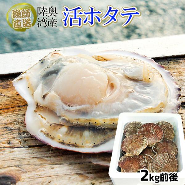 ほたて 活貝 送料無料 青森陸奥湾 【青森陸奥湾産 ホタテ 2kg前後 12-20枚】鮮度が命の漁師直送便！  [※冷蔵便][※産地直送のため同梱不可]