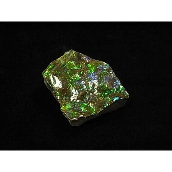 HȉΕ΁yACg΂̔jЁzCanada Fossils