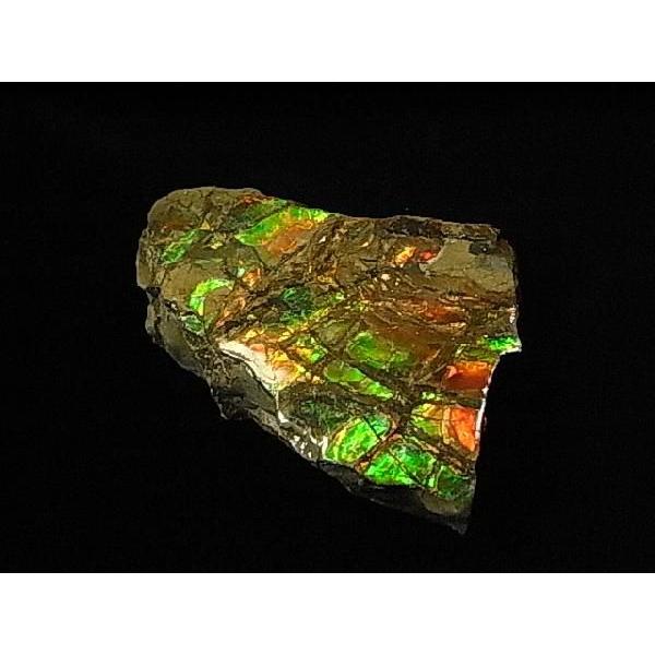 HȉΕ΁yACg΂̔jЁzCanada Fossils