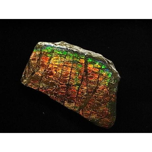 HȉΕ΁yACg΂̔jЁzCanada Fossils