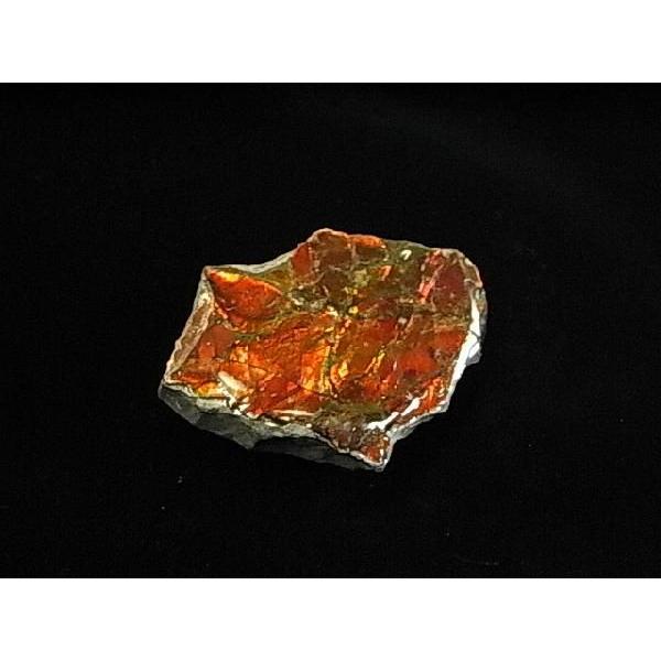 HȉΕ΁yACg΂̔jЁzCanada Fossils