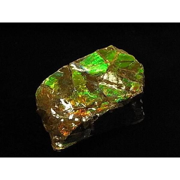 HȉΕ΁yACg΂̔jЁzCanada Fossils