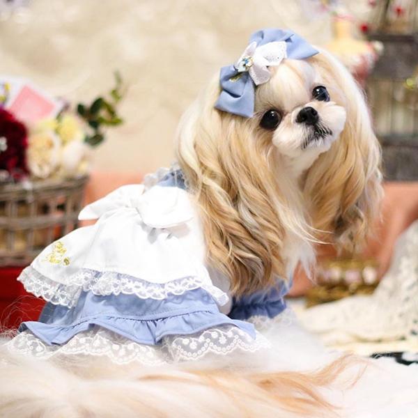 犬服 ワンピース かわいい プレゼント 撮影会 おでかけ 不思議の国の