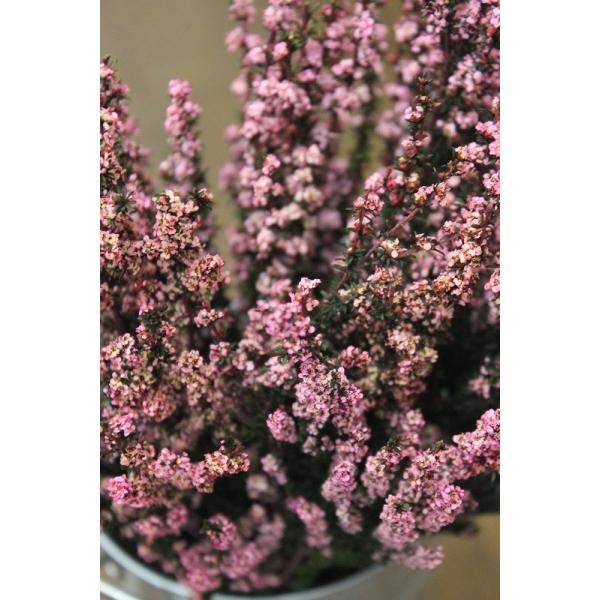 ティートゥリー ファイン プリザーブド ピンク プリザーブドフラワー Tea Tree Fine Buyee Buyee 日本の通販商品 オークションの代理入札 代理購入