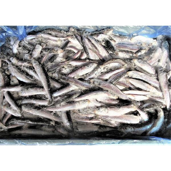 冷凍品 マイワシ 10kg箱 釣り餌 釣りエサ イワシ板 一回購入2個まで 釣具のキャスティング2号店 通販 Yahoo ショッピング