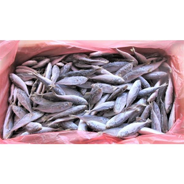 冷凍品 豆アジ バラ凍結8kg箱釣り餌 ツリエサ 海上釣り堀 身エサ 一回購入2個まで 釣具のキャスティング2号店 通販 Yahoo ショッピング