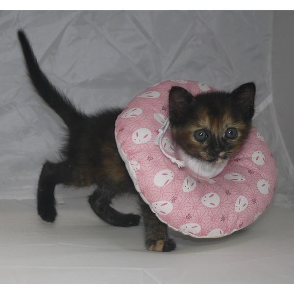 y GUxXJ[ XXS p Orߖh~ ڂ̎ h[ic^Cv փ^Cv