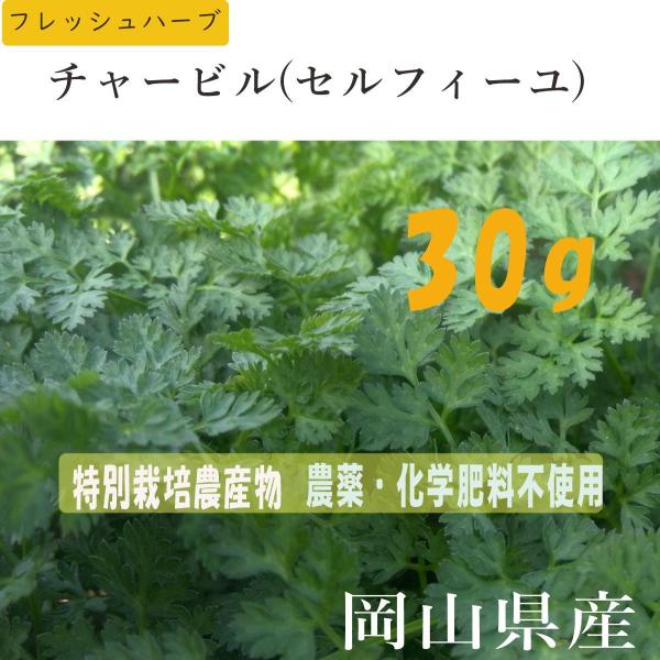 ハーブ チャービル セルフィーユ 30g 特別栽培農産物 美食家のパセリ 美食家のハーブ スムージー 野菜ジュース サラダに最適 岡山県産 Buyee Buyee 提供一站式最全面最專業現地yahoo Japan拍賣代bid代拍代購服務 Bot Online