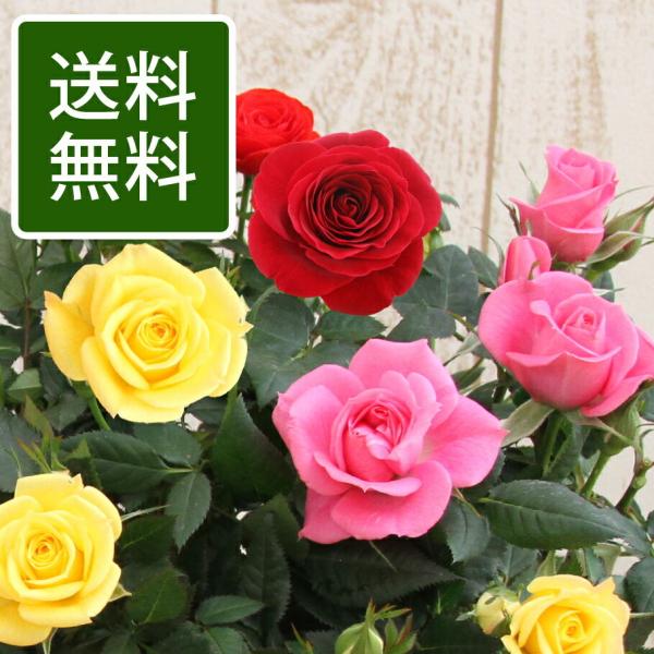 大輪のミニバラ品種の中から、最も状態の良い３鉢をセットにしてお届けします♪セントラルローズの自慢の大輪ミニバラを、是非ご堪能ください！■商品内容：ミニバラ苗(大輪ミニバラ(4号))■セット数：3鉢 (3品種)■咲き方：四季咲き■お届け日数：...