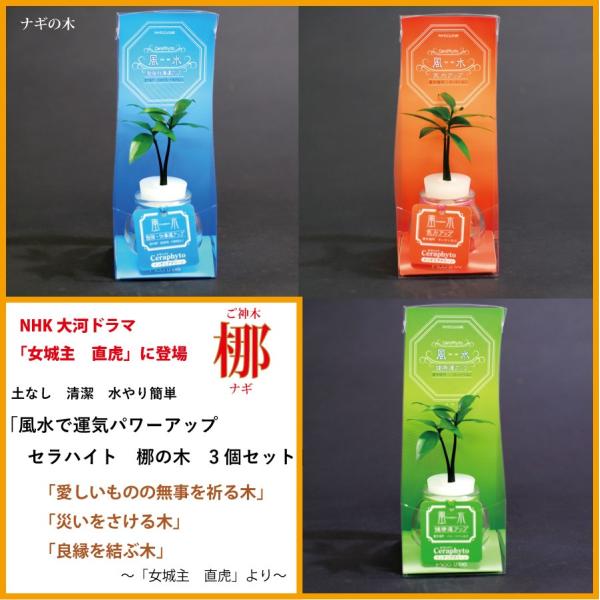 土なし 清潔 水やり簡単 ナギの木 風水で運気パワーアップ ３個セット Ceraphyto004 セラハイト 通販 Yahoo ショッピング