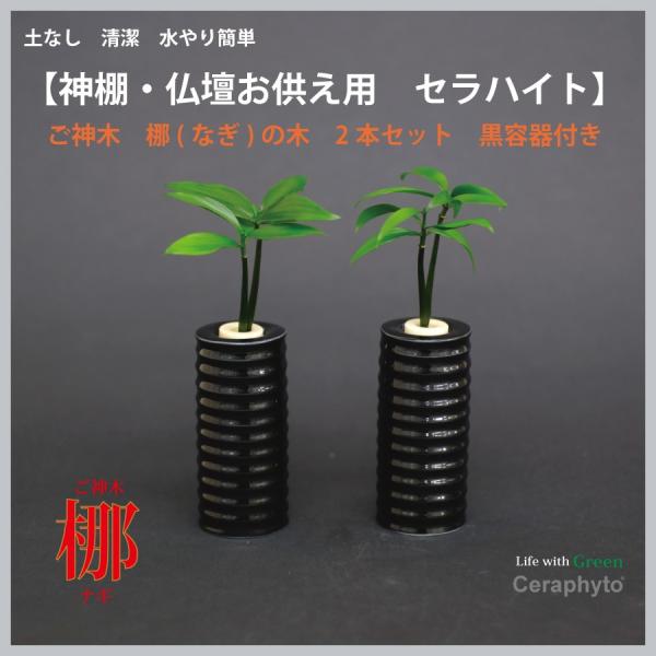 神棚 仏壇お供え用植物 ナギの木 2個セット 黒容器 Buyee Buyee Japanese Proxy Service Buy From Japan Bot Online