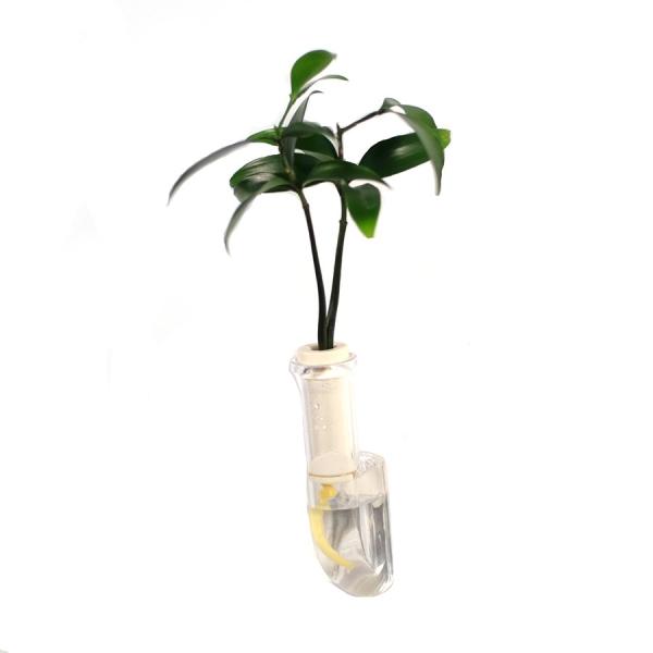 植物を壁に飾る 良縁を結ぶ梛 ナギ の木 幸福の木 ドラセナ サンデリアーナビクトリー と壁掛け用容器 シビ Clear ２個セット Buyee Buyee Japanese Proxy Service Buy From Japan Bot Online