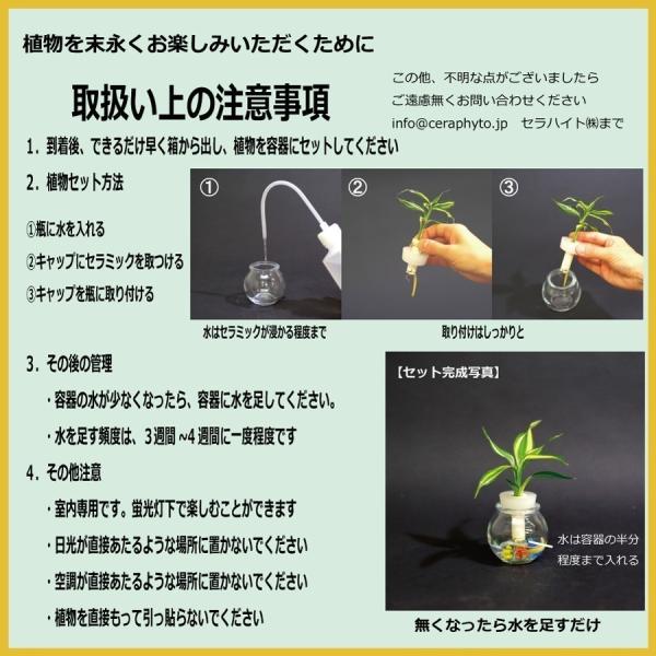 良縁を結ぶ 梛 ナギ の木 ポトス 花言葉 永遠の富 とタマビン２個セット 土なし 清潔 水やり簡単 セラハイト Buyee Buyee Japanese Proxy Service Buy From Japan Bot Online