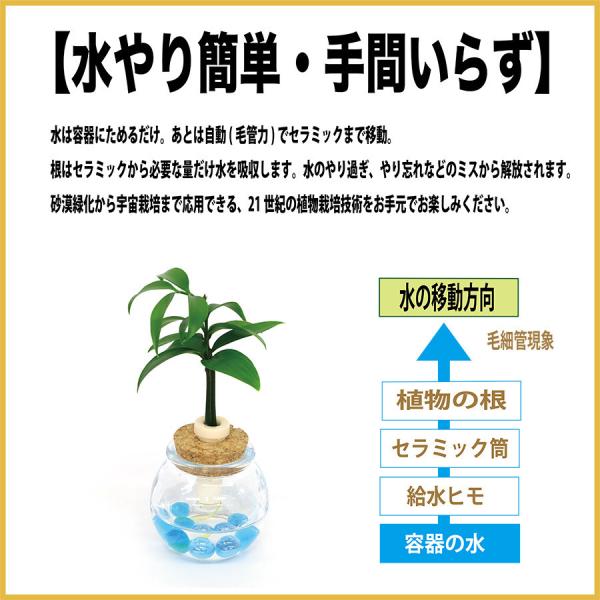 良縁を結ぶ 梛 ナギ の木 ポトス 花言葉 永遠の富 とタマビン２個セット 土なし 清潔 水やり簡単 セラハイト Buyee 日本代购平台 产品购物网站大全 Buyee一站式代购 Bot Online