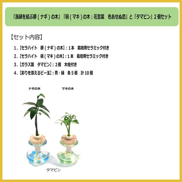 良縁を結ぶ 梛 ナギ の木 槇 マキ の木 花言葉 慈愛 色あせぬ恋 とタマビン ２個セット 土なし 清潔 水やり簡単 Buyee 日本代购平台 产品购物网站大全 Buyee一站式代购 Bot Online