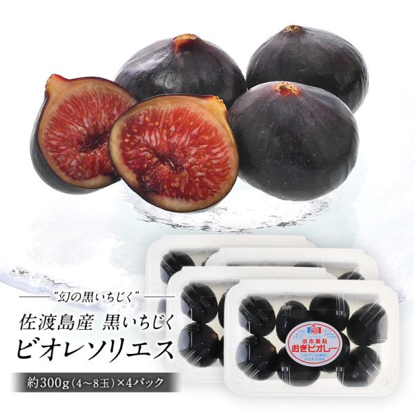 ⭐︎あなたのご自宅へお届けします⭐︎いちじく 5年生株 4年生株