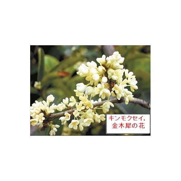 極上　桂花烏龍茶、桂花ウーロン茶５０ｇ（便利な化粧プチ５gパックで１０袋入）