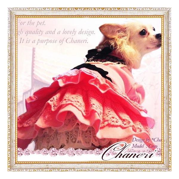  /[]Z[/Chaneri/VF[[X̃s[X@sN×[X/IWii