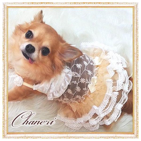  ySalezN[[XthX/Petstyle