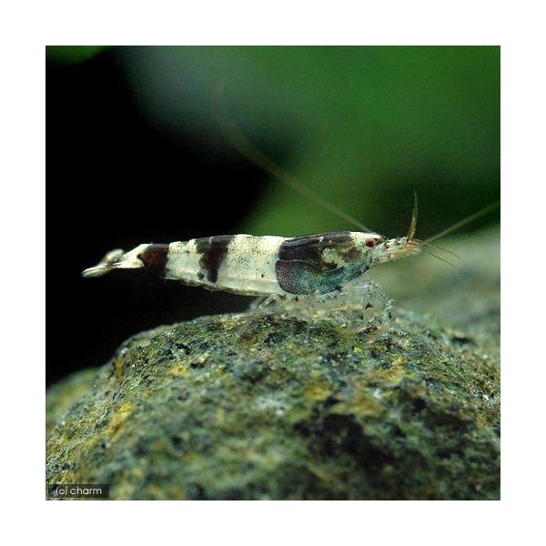 PF_SPQ　_aqua　熱帯魚・エビ他　ビーシュリンプ・エビ　原種系　バンブルビーシュリンプ　Ｎｅｏｃａｒｉｄｉｎａ　ｓｐ．　ｂｒｅｖｉａｔａ　ｍａｃｕｌａｔａ　ｍｅｒｉｄｉｏｎａｌｉｓ　ｖｅｎｕｓｔａ　ｔｕｍｉｄａ　fish_datab...