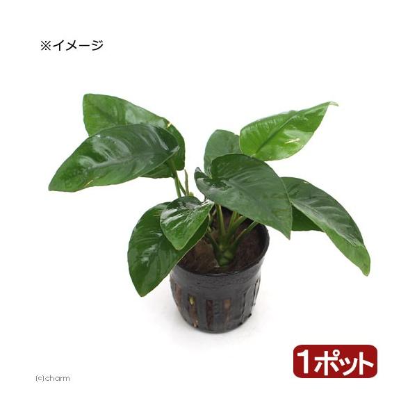 ijAkrAX@oe[@XgCviP|bgj