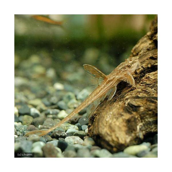 PF_SPQ　熱帯魚・エビ他　オトシン・ロリカリア　ロリカリア　リネロリカリア・ランケオラータ　レッド　1匹　fish_database　赤ランケ　リネsp.“マーブル　ロリカリアの仲間　otcnplc_0707　MS0104　kaijyo...