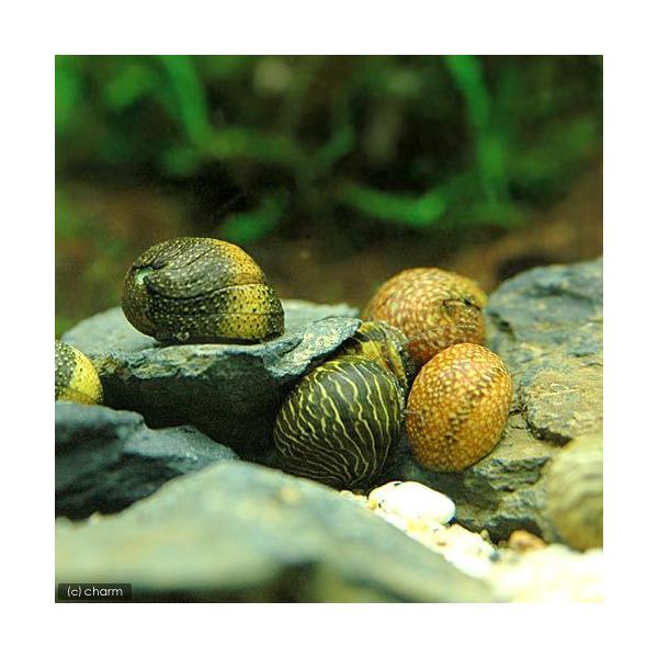 PF_SPQ　熱帯魚・エビ他　貝　カラー石巻貝　４匹　fish_database　kaijyo　Ｃｌｉｔｈｏｎ　ｓｏｗｅｒｂｉａｎｕｓ　ｏｕａｌａｎｉｅｎｓｉｓ　ｓｕｂｐｕｎｃｔａｔｕｓ　姫鹿子貝　姫鹿の子貝　ヒメカノコガイ　石巻貝単品　_...