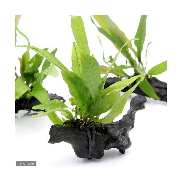 ij~N\E@vevXt@؁@rrTCYiP{jiPOj