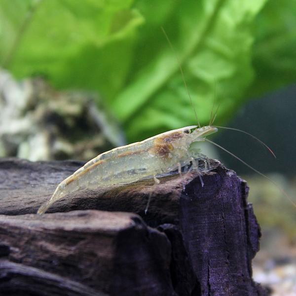 PF_SPQ　_aqua　熱帯魚・エビ他　ヌマエビ系　トゲナシヌマエビ　６匹　fish_database　ヤマト・ミナミ　ヤマトヌマエビ　ミナミヌマエビ　Ｃａｒｉｄｉｎａ　ｔｙｐｕｓ　u0aUmuyF　wn4w　kaijyo　2305ehs...